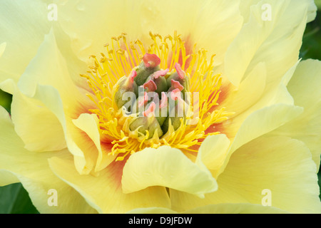 Paeonia 'Garden Treasure'. Intersectional Peony. Itoh Peony Stock Photo