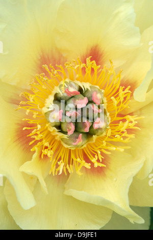Paeonia Itoh hybrid Garden Treasure. Peony flower Stock Photo
