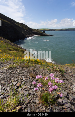 View from Pembrokeshire Coastal Path towards Broadhaven, Wales. Stock Photo