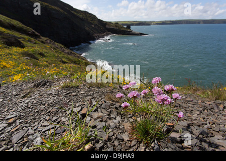 View from Pembrokeshire Coastal Path towards Broadhaven, Wales. Stock Photo