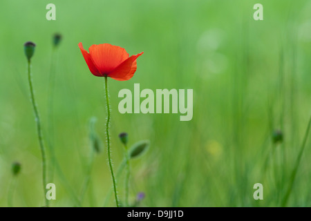Photograph of a single red poppy shot against a blurred green field for a background. Stock Photo