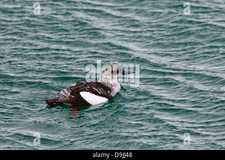 Black Guillemot / Tystie (Cepphus grylle) swimming in sea in winter plumage Stock Photo