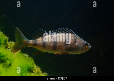 European perch / redfin perch / English perch (Perca fluviatilis) fish swimming underwater in lake Stock Photo