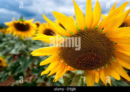 Close up photograph of a sunflower under an ominous sky, with other flowers appearing blurred in the background. Stock Photo
