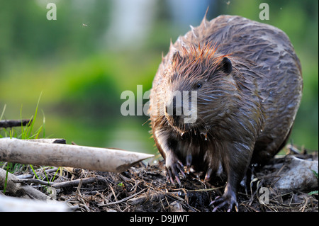 An adult beaver sitting on his beaver dam with his lodge in the ...