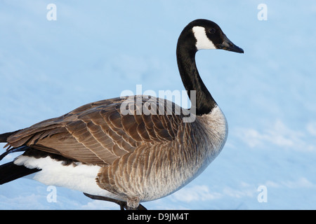 Canada Goose (Branta Canadensis) in winter - Minnesota, USA. Stock Photo