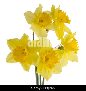 Yellow jonquil flowers isolated on white background. Stock Photo