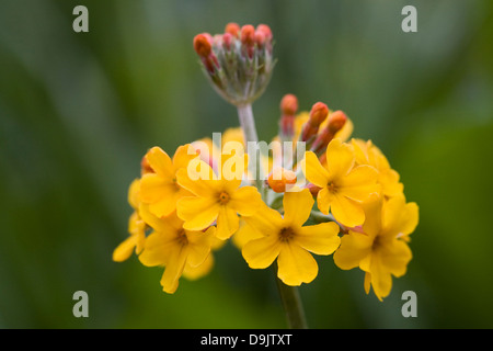 Primula bulleyana growing in a woodland garden. Stock Photo