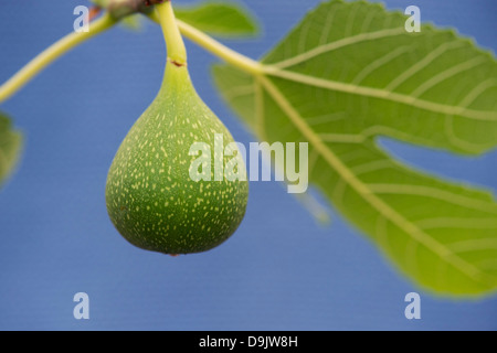 Ficus carica 'Excel'. Fig 'excel'. Developing Fig fruit on a tree Stock Photo