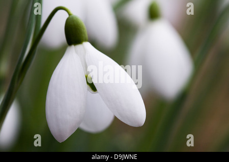 Galanthus nivalis. Close up of a single snowdrop in the garden. Stock Photo