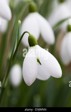 Galanthus nivalis. Close up of a single snowdrop in the garden. Stock Photo