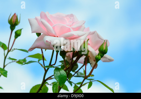 Pink Roses 'New Dawn' against a blue sky and white clouds Stock Photo