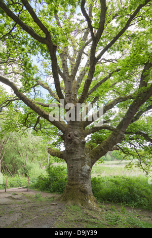 250 year old oak tree (Quercus robur) at Frensham Little Pond, Surrey, England Stock Photo
