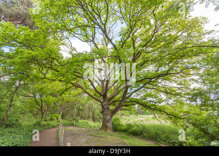 250 year old oak tree (Quercus robur) at Frensham Little Pond near Farnham, Surrey, England in full fresh green leaf in summer (June) Stock Photo