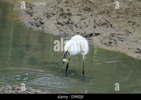 Snowy Egret, (Egretta thula), fishing in a drying marsh at Bosque del Apache National Wildlife Refuge, Socorro co., New Mexico. Stock Photo