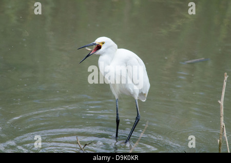 Snowy Egret, (Egretta thula), fishing in a drying marsh at Bosque del Apache National Wildlife Refuge, Socorro co., New Mexico. Stock Photo