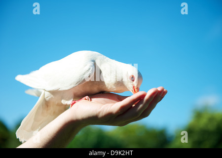 Hand feeding a white dove bird Stock Photo