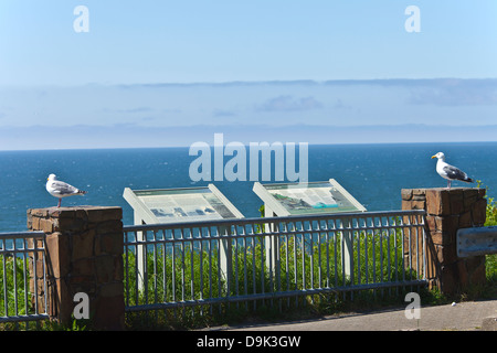 Seagulls resting on stone walls looking out into the ocean Oregon coast. Stock Photo