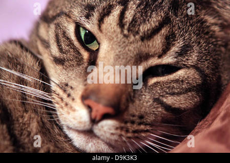 cat kitten gray grey tabby stripes green eyes whiskers animal pet feline Stock Photo