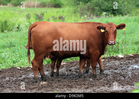Angus angus calf cow bull animal livestock farm country rural red Stock Photo