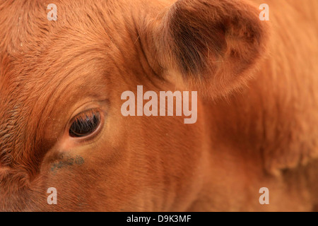 Angus angus calf cow bull animal livestock farm country rural closeup eye ear Stock Photo