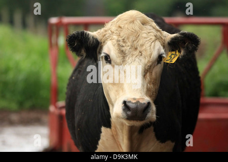 Angus angus calf cow bull animal livestock farm country rural Stock Photo