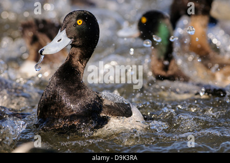 Lesser Scaup Ducks Aythya affinis, Choptank River, Chesapeake Bay, Cambridge, Maryland Stock Photo