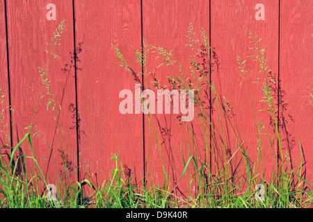 wood barn farm wall red paint painted green grass tall weeds garden grow shadow sun Stock Photo