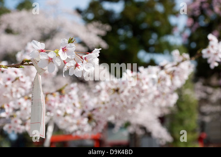 Omikuji hang on a cherry blossom tree branch at Sendai Castle, Japan Stock Photo