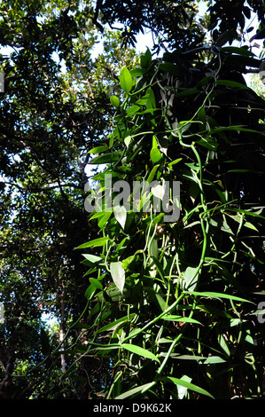 Wild Flat-leaved Vanilla (Vanilla planifolia) tree in the forest. Seychelles Stock Photo