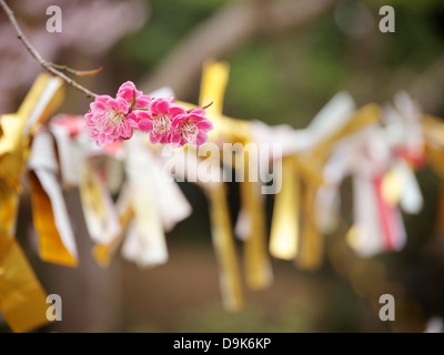 Cherry Blossoms with Tied Omikuji at Wakuya Castle Shrine Stock Photo