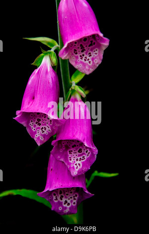 Portrait of Foxglove, Digitalis Purpurea growing in an English country garden in Cherhill, Wiltshire, UK. Stock Photo