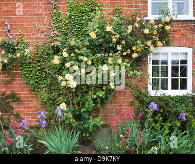 Yellow rambling roses growing on red brick cottage wall, Suffolk, England Stock Photo