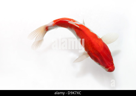 Gold fish isolated on white Stock Photo