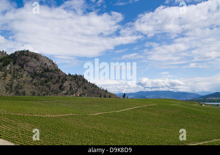Rolling hills and green vineyards against a blue sky in the Okanagan wine area of British Columbia, Canada. As seen from the Burrowing Owl winery. Stock Photo