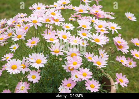 Argyranthemum pink daisy-like flowers Stock Photo