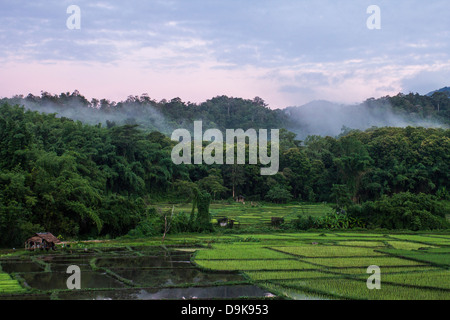 Paddy Field in Lampang, Thailand Stock Photo