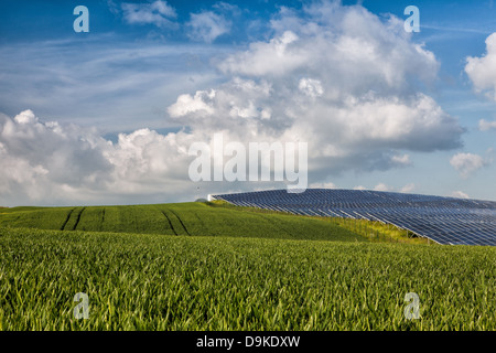 Silicon solar energy panels on green corn field Stock Photo