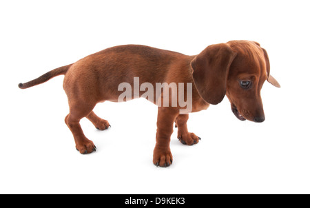 Dachshund puppy, 3 months old Stock Photo