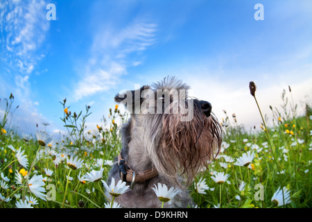 zwergschnauzer dog on meadow with chamomiles over blue sky