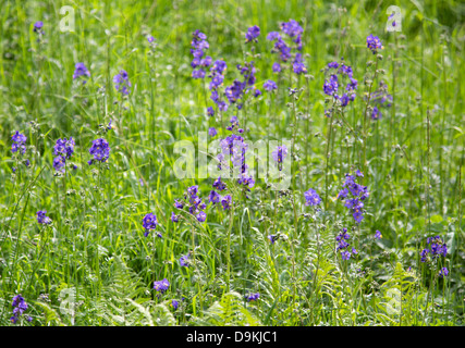 Jacobs Ladder Polemonium caeruleum is a rare plant in the wild in Britain here growing in Lathkill Dale Derbyshire Peak District Stock Photo