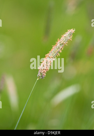 Single inflorescence of Timothy grass Phleum pratense growing in a Derbyshire meadow UK Stock Photo