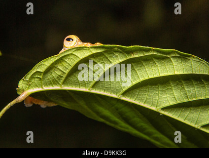 File Eared Tree Frog peeking from behind a leaf in the Danum Valley Sabah Borneo Stock Photo