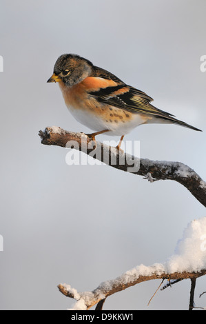 Bergfink,Brambling, Fringilla montifringilla Stock Photo