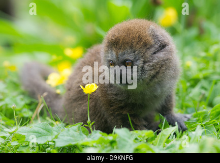 A young Alaotran Gentle Lemur (Hapalemur griseus alaotrensis) Stock Photo