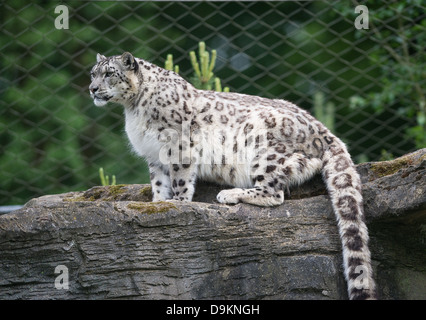 Snow Leopard (Panthera uncia or Uncia uncia) Stock Photo