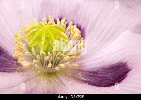 Poppy seed capsule in closeup displaying its yellow green nine segmented stem and pistil against four purple white flower leaves Stock Photo