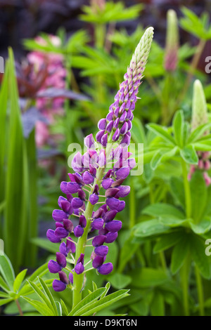 Lupinus 'Russell Hybrids'. Lupin flowers. Stock Photo
