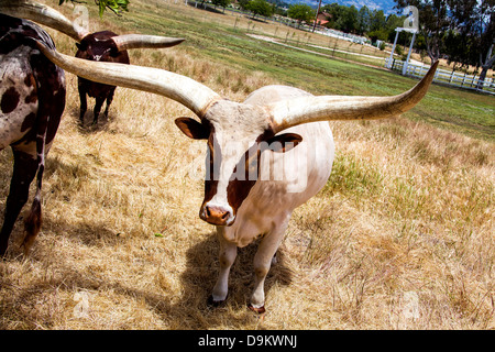 A longhorn steer stands in a field on a ranch in Los Olivos, California, on 26 May 2010. Stock Photo