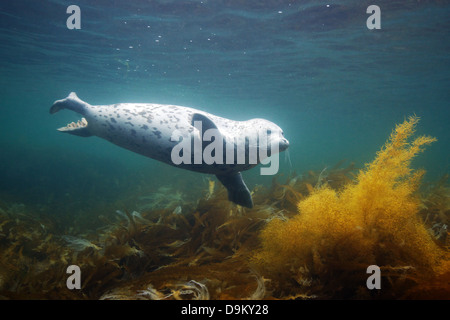 Spotted seal (Phoca largha), Sea of Japan Stock Photo